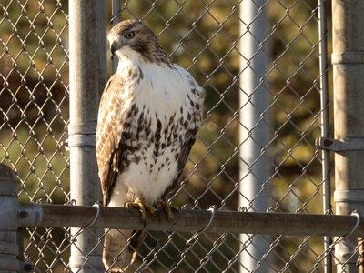 Red-tailed hawk perched on steel bar