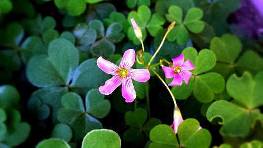 Nature floral plant