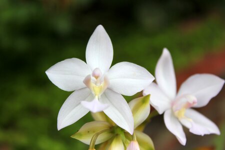 White flower white garden