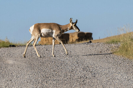 Deer crossing the Road