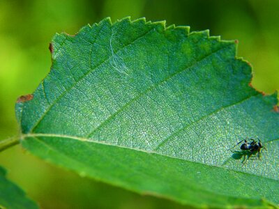 Insect macro natural photo