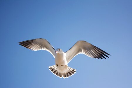 Bird sky animal photo