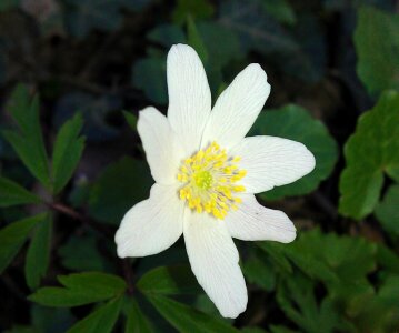White yellow nature