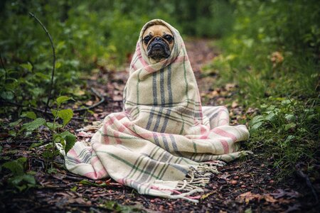 Pug Dog Wrapped Blanket photo