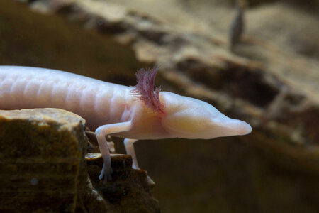 Texas Blind Salamander-1