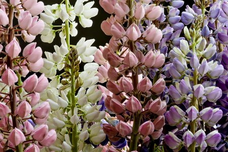 Beautiful beautiful flowers biology