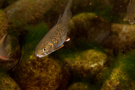 Dolly Varden-11