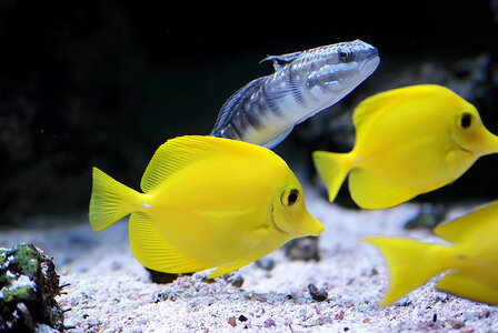 cute little fish in an aquarium photo
