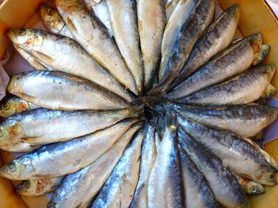 Fish eat food