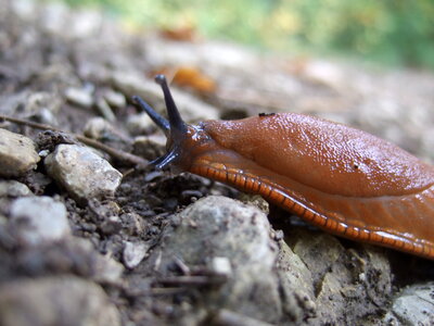 European red slug photo