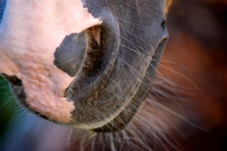 Brown horse head animals