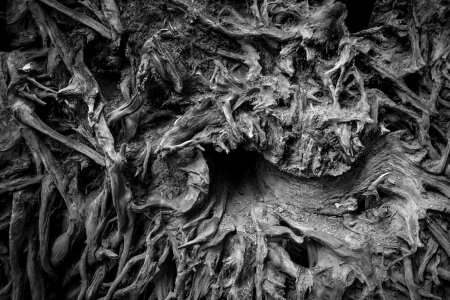 Old Tree Roots photo
