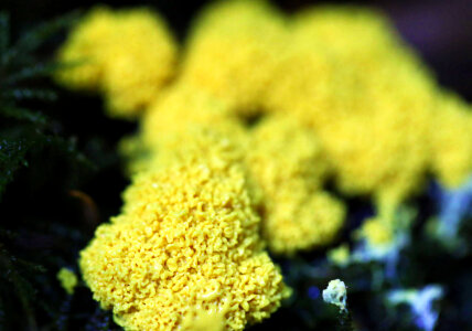 Dog-vomit slime mold photo