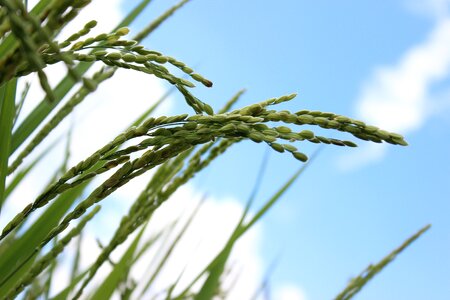 Fukushima green ear