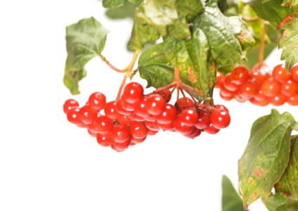 Berries photo