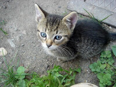 Caress home pet