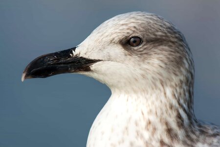 Animal aquatic bird avian photo