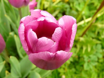 Close up macro flowers