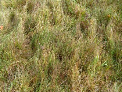 Angel autumn grass plants photo