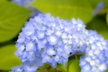 12 Hydrangea