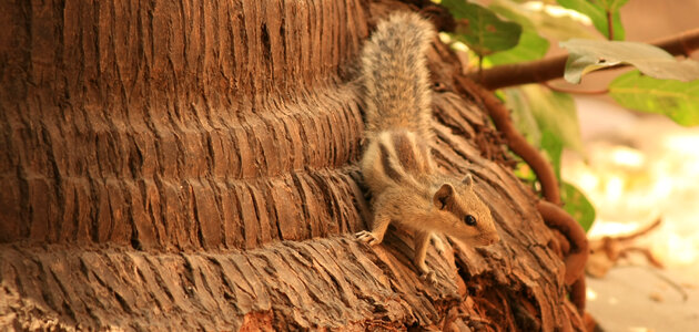 Squirrel Climbing Down Tree photo