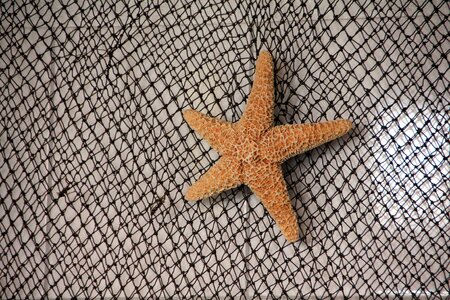 Web starfish sea photo