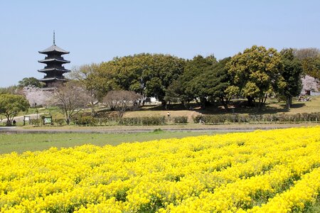 Five story pagoda views of japan k photo