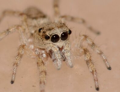 Spider predator macro