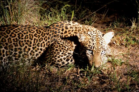 Leopard night africa night safari