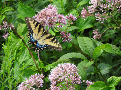 Eastern tiger swallowtail on Joe-Pye weeds-1 photo
