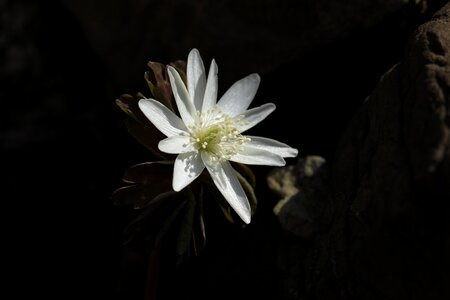 Natural blossom bloom