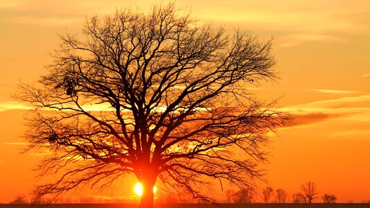 Backlight branch climate photo