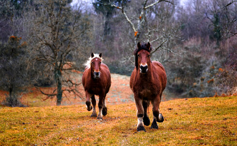 Two Horses Galloping out in the Wild photo