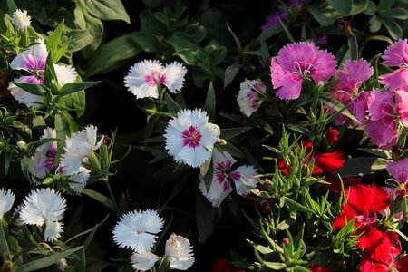 White And Pink Flowers In Garden photo