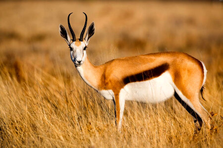Antelope Standing in the Grass photo