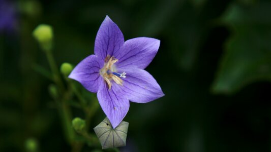 Plant natural blossom