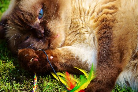 Adorable animal baby