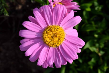 Beautiful beautiful flowers beautiful photo
