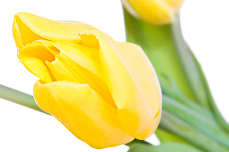 Yellow tulips photo