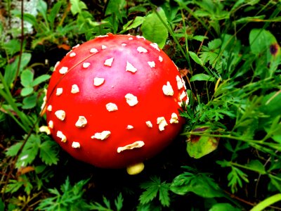 Fungi fungus plant photo