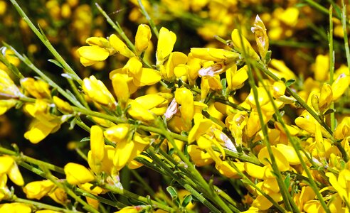 Blossom botany flora