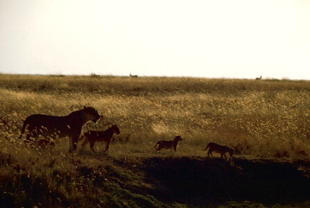African lions and cubs at sunset photo