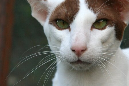Adorable animal cat