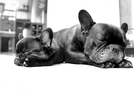 French bulldog sleep puppy photo