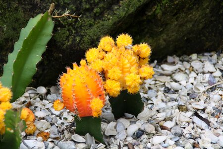 Plant natural blossom