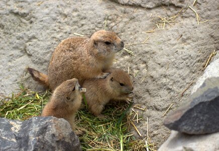 Chip munks zoo animal world