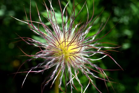 Beautiful Flowers beautiful photo blooming
