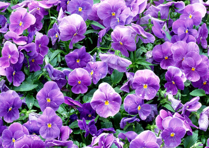 Violet flower in garden photo