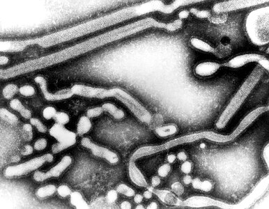 Electron electron micrograph influenza