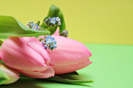 Beautiful Flowers beautiful photo blooming